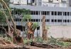 PCMC notice to garden dept chief over alleged age manipulation of 52 trees felled in Pimpri