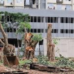 PCMC notice to garden dept chief over alleged age manipulation of 52 trees felled in Pimpri