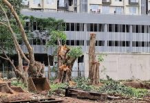 PCMC notice to garden dept chief over alleged age manipulation of 52 trees felled in Pimpri
