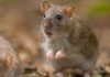 In 2018, Antipodes Island was declared free of invasive mice; eight years later, scientists reported ground beetle numbers 40 times higher, with rove beetles up more than 20-fold after predator removal