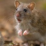 In 2018, Antipodes Island was declared free of invasive mice; eight years later, scientists reported ground beetle numbers 40 times higher, with rove beetles up more than 20-fold after predator removal