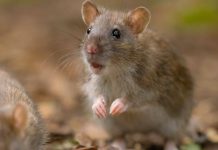 In 2018, Antipodes Island was declared free of invasive mice; eight years later, scientists reported ground beetle numbers 40 times higher, with rove beetles up more than 20-fold after predator removal